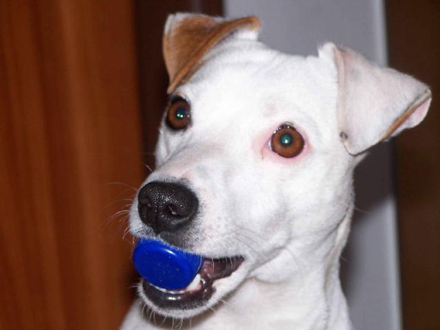 Fotky: Jack Russel�v Teri�r (foto, obrazky)