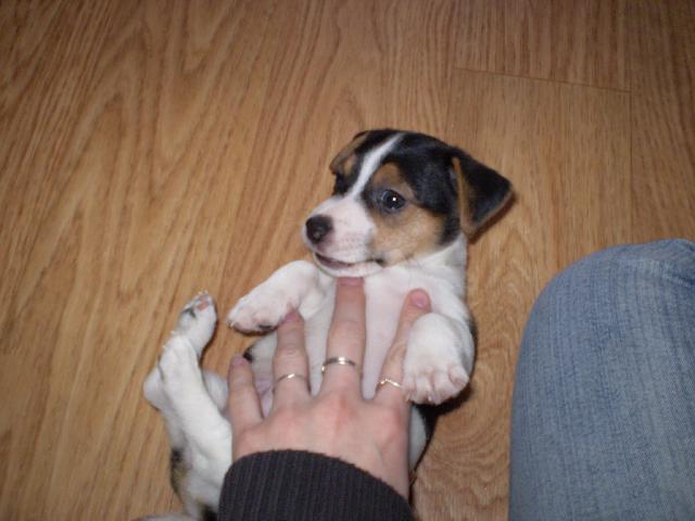 Fotky: Jack Russel�v Teri�r (foto, obrazky)