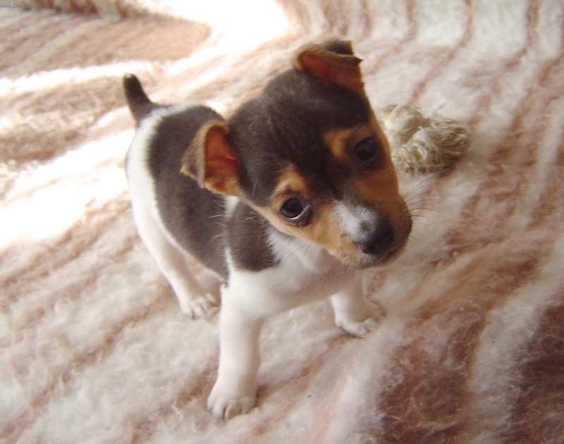 Fotky: Jack Russel�v Teri�r (foto, obrazky)