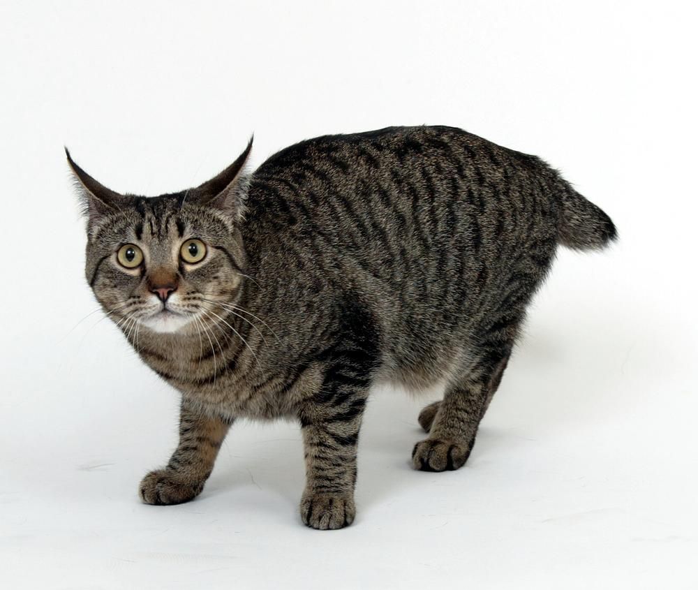 Fotky: Japonsk� bobtail dlouhosrst� (foto, obrazky)