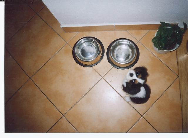 Fotky: Kaval�r King Charles �pan�l (foto, obrazky)