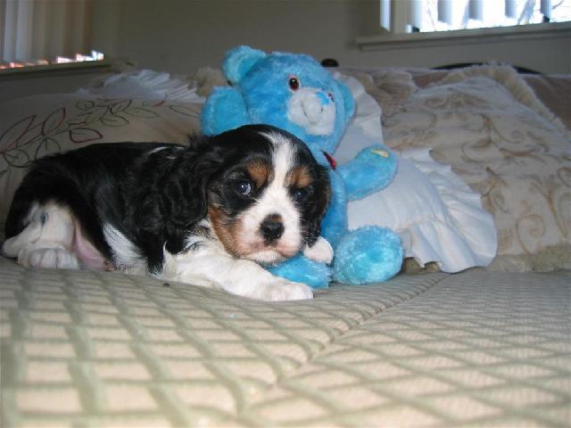 Fotky: Kaval�r King Charles �pan�l (foto, obrazky)