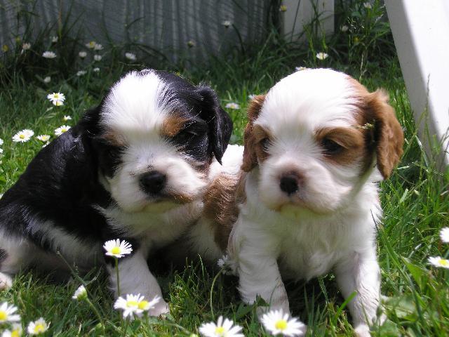 Fotky: Kaval�r King Charles �pan�l (foto, obrazky)