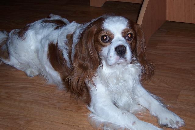 Fotky: Kaval�r King Charles �pan�l (foto, obrazky)