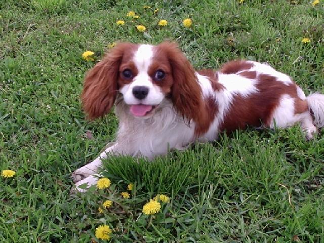 Fotky: Kaval�r King Charles �pan�l (foto, obrazky)