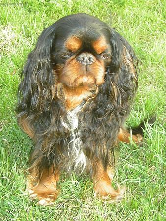 Foto: Kaval�r King Charles �pan�l-Chovatelsk� stanice: KARAJ