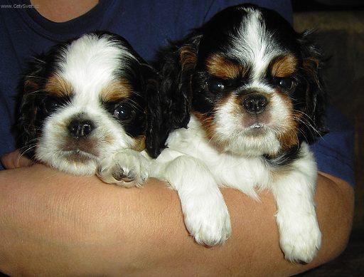 Fotky: Kaval�r King Charles �pan�l (foto, obrazky)