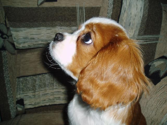 Fotky: Kaval�r King Charles �pan�l (foto, obrazky)