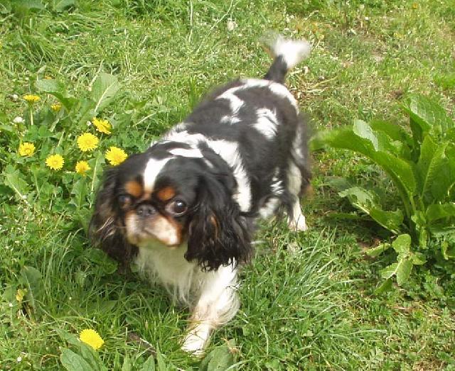 Fotky: King Charles �pan�l (foto, obrazky)