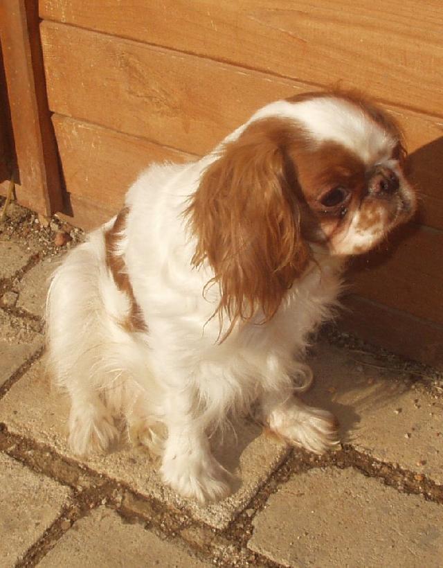 Fotky: King Charles �pan�l (foto, obrazky)