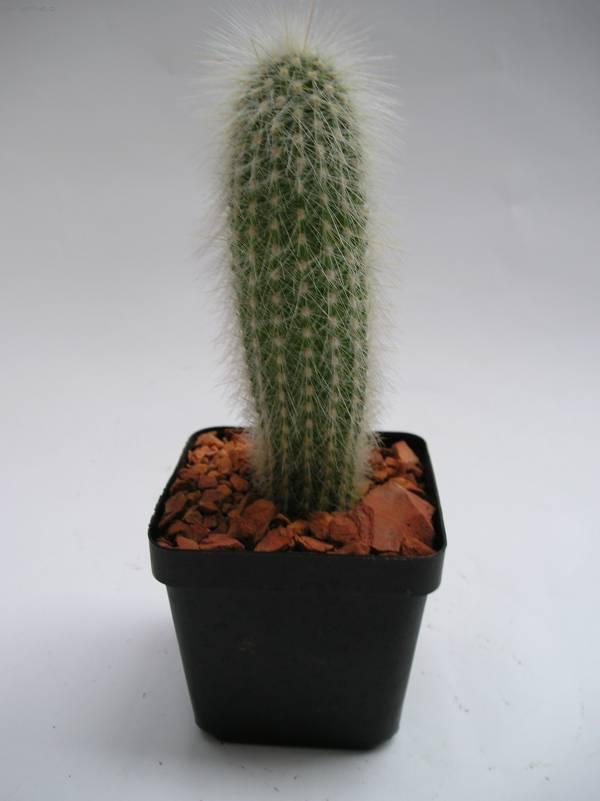 Foto: Kleistokaktus-Z vlastn� sb�rky