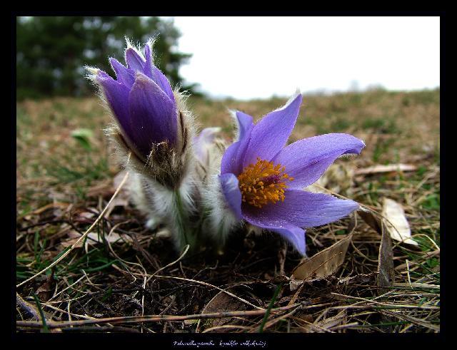 Fotky: Koniklec Obecn� (foto, obrazky)