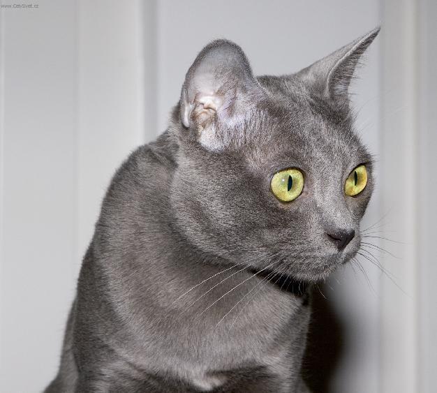 Fotky: Korat ko�ka (foto, obrazky)