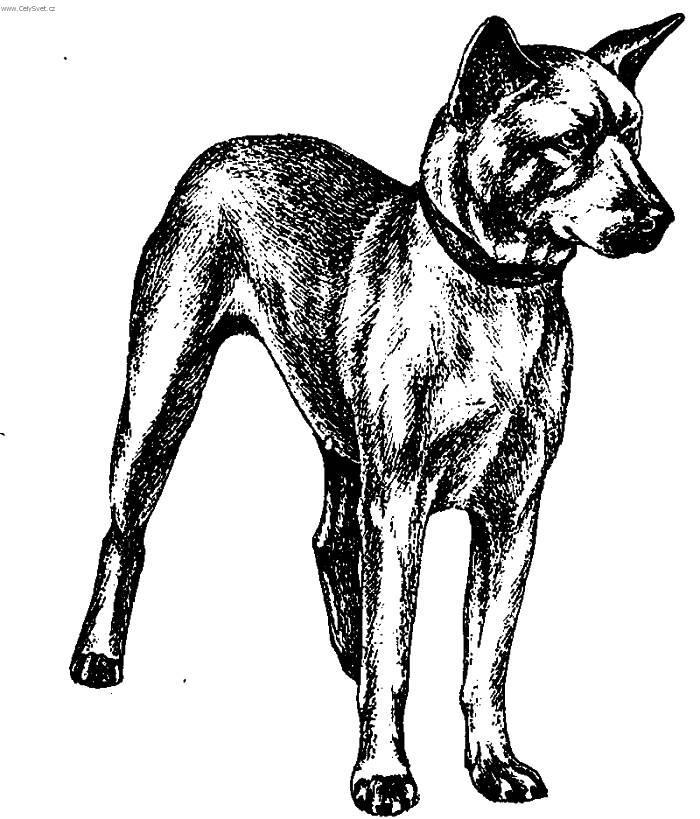 Fotky: Korejsk� Jindo Dog (foto, obrazky)