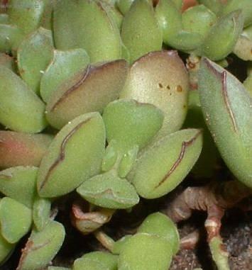 Foto: Kotyledon
