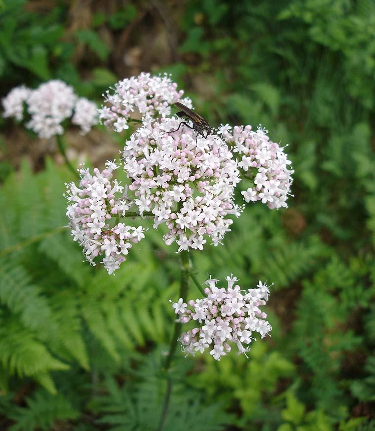 Fotky: Kozl�k L�ka�sk� (foto, obrazky)