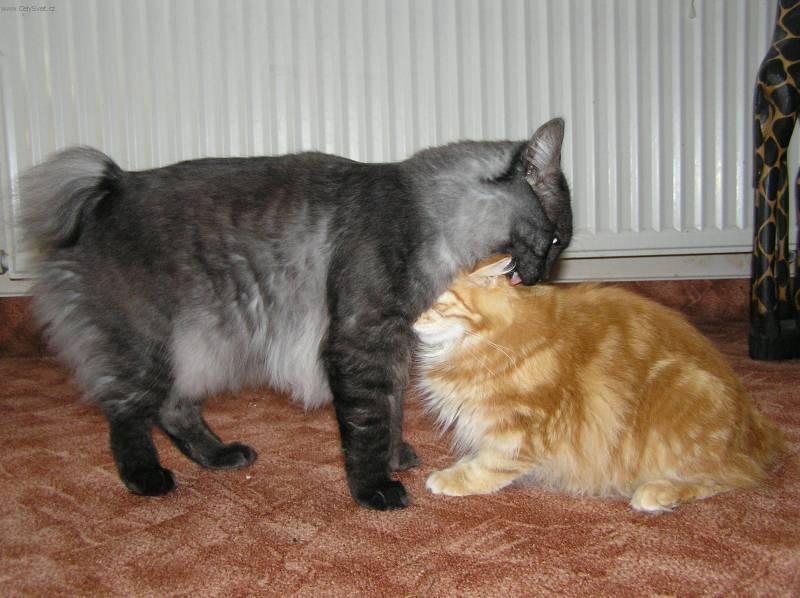 Foto: Kurilsk� bobtail dlouhosrst�-Jasenka a �ach�or. Majitel: Jakub Karasek