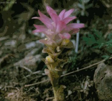 Foto: Kurkuma