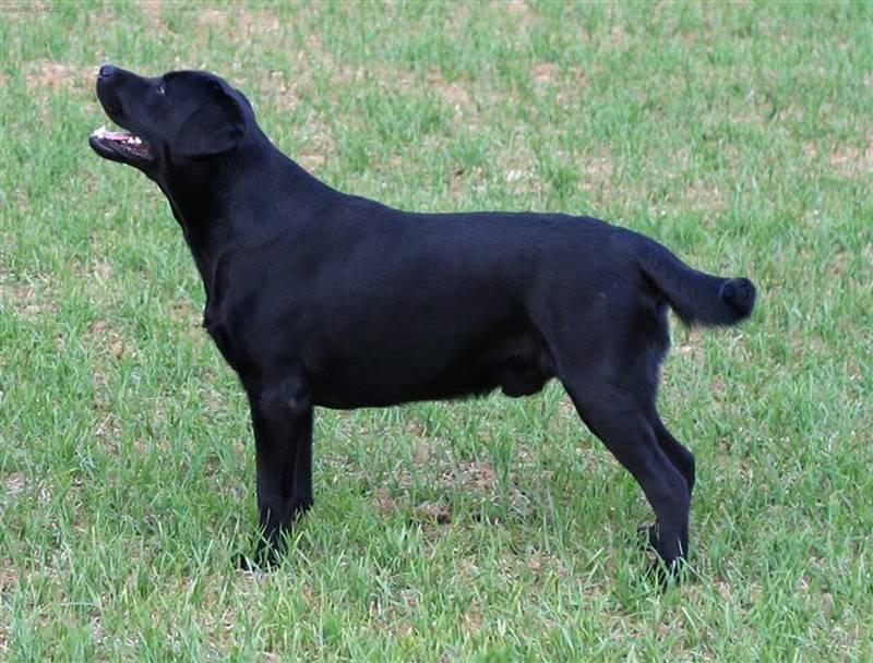 Fotky: Labradorsk� retr�vr (foto, obrazky)