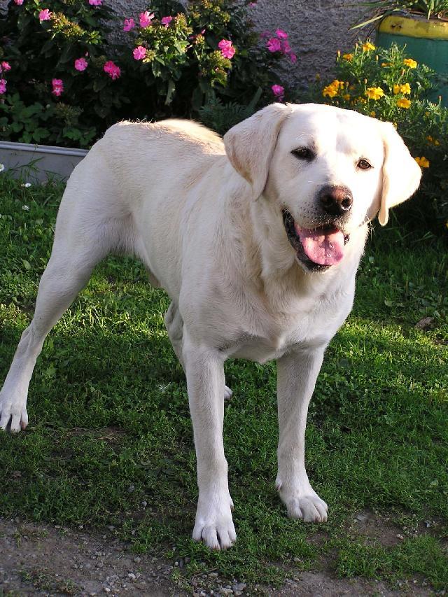 Fotky: Labradorsk� retr�vr (foto, obrazky)
