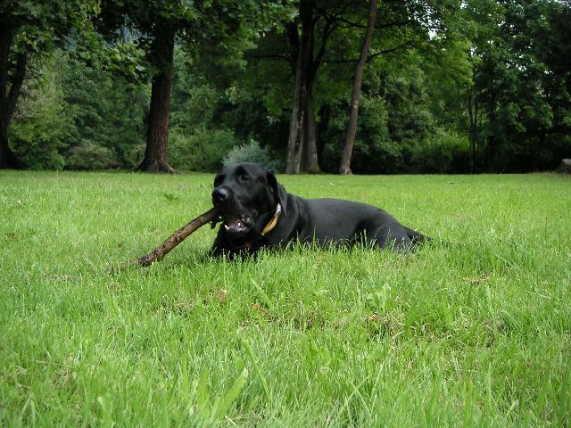 Fotky: Labradorsk� retr�vr (foto, obrazky)