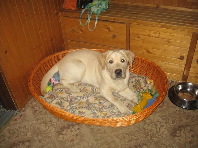 Fotky: Labradorsk� retr�vr (foto, obrazky)