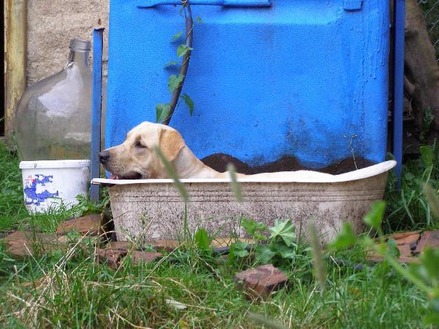 Fotky: Labradorsk� retr�vr (foto, obrazky)