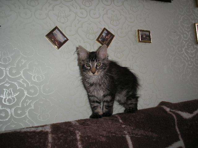 Fotky: Mainsk� m�val� ko�ka (foto, obrazky)