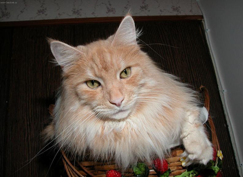 Fotky: Mainsk� m�val� ko�ka (foto, obrazky)