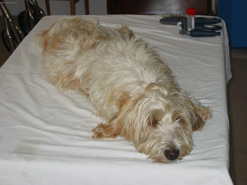 Foto: Mal� hrubosrst� vend�esk� basset-Am�lka. |Majitelka: Tereza Sokol��kov�