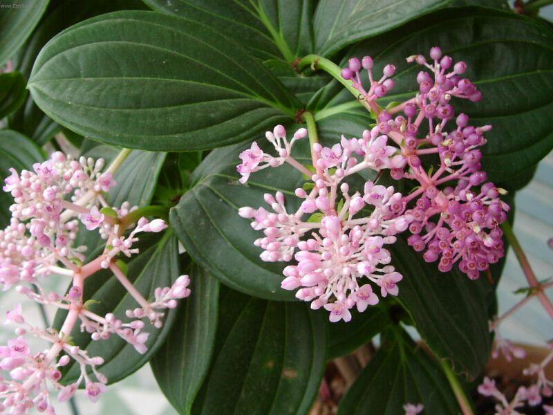 Foto: Medinilla magnifica