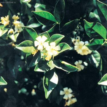 Foto: Murraya
