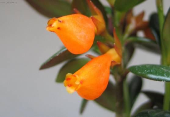 Foto: Nematanthus