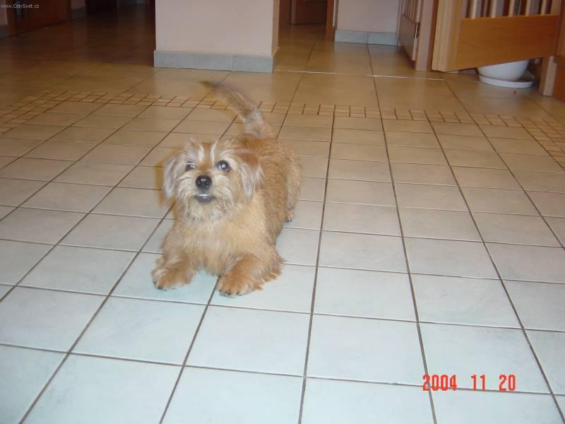 Foto: Norfolk teri�r-Chovatelka: B�biov�