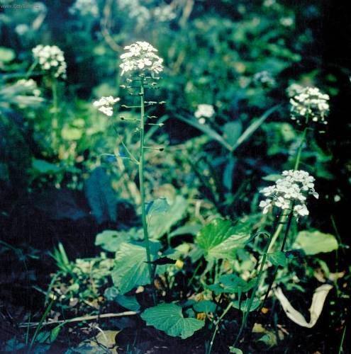 Foto: Oplismenus