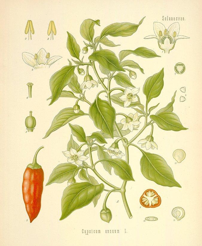 Fotky: Paprika K�ovit�, Kayensk� Pep� (foto, obrazky)