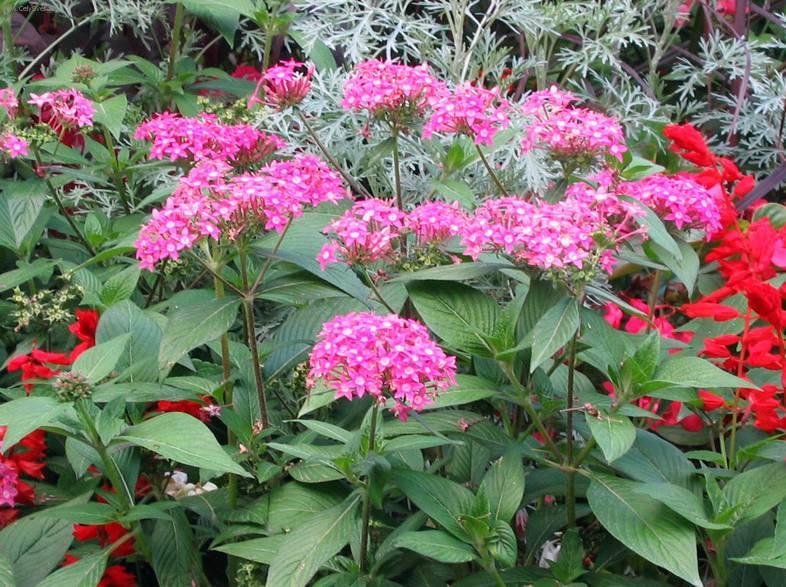 Fotky: Pentas, p�tkovec (foto, obrazky)