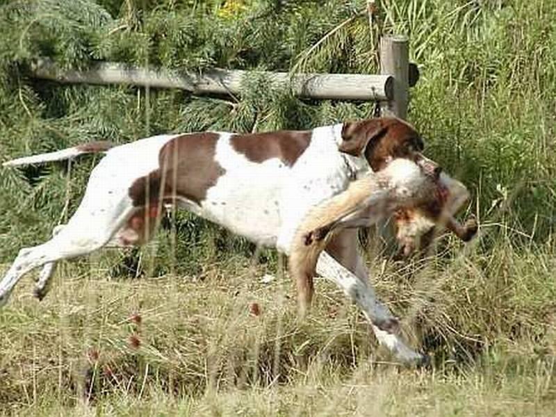 Foto: Pointr-Pes Ich.Archie z Me�insk� h�jovny. Majitel a chovatel: Ji�� Dr�bek