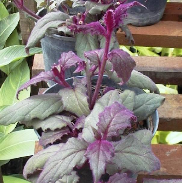 Foto: Prota�itka