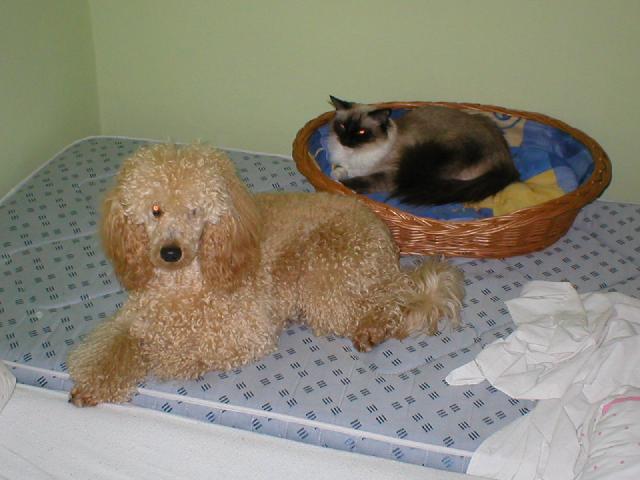 Foto: Ragdoll-Henrieta. Majitelka: elinovakova@seznam.cz
