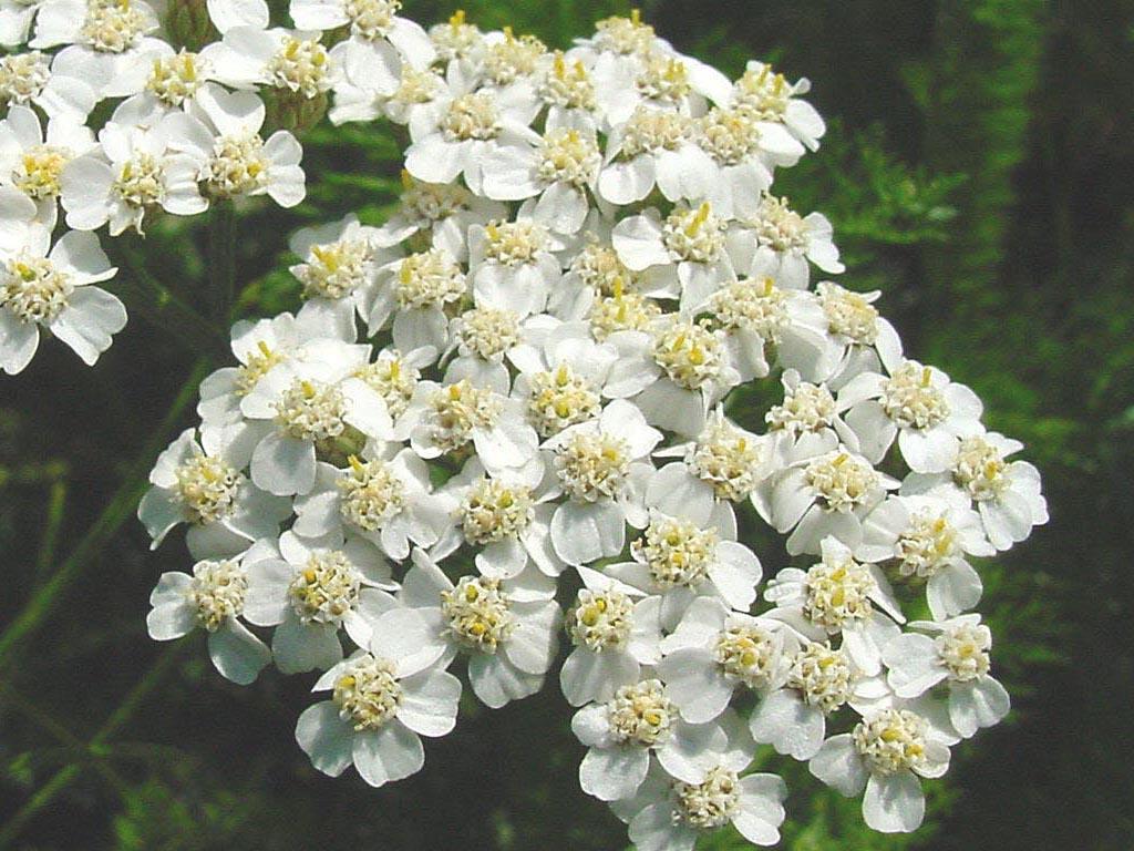 Fotky: �eb���ek obecn� (foto, obrazky)