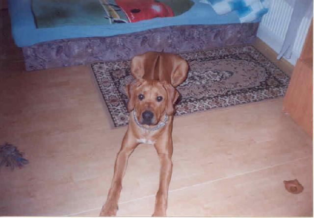 Fotky: Rhod�sk� ridgeback, Rhod�zsk� ridgeback (foto, obrazky)