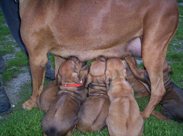 Fotky: Rhod�sk� ridgeback, Rhod�zsk� ridgeback (foto, obrazky)