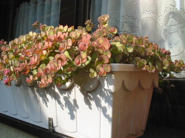 Foto: Rozchodn�k-Sedum sieboldii
