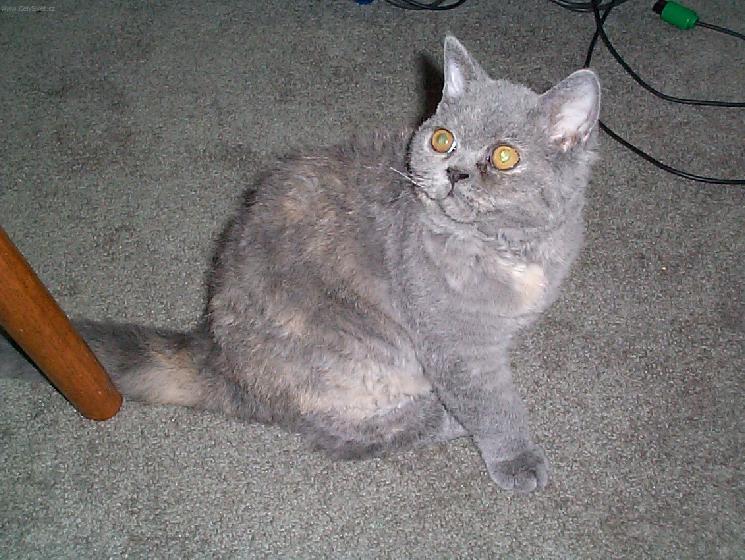 Foto: Selkirk-rex