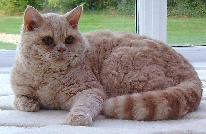 Foto: Selkirk-rex