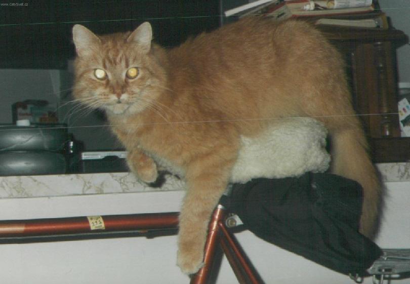 Foto: Selkirk-rex