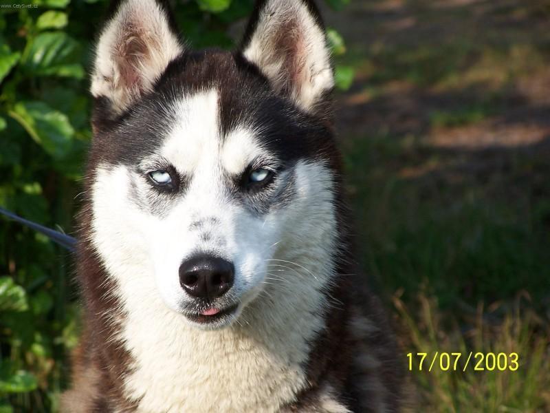 Fotky: Sibi�sk� husky (foto, obrazky)