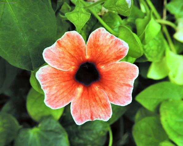 Foto: Smatovka