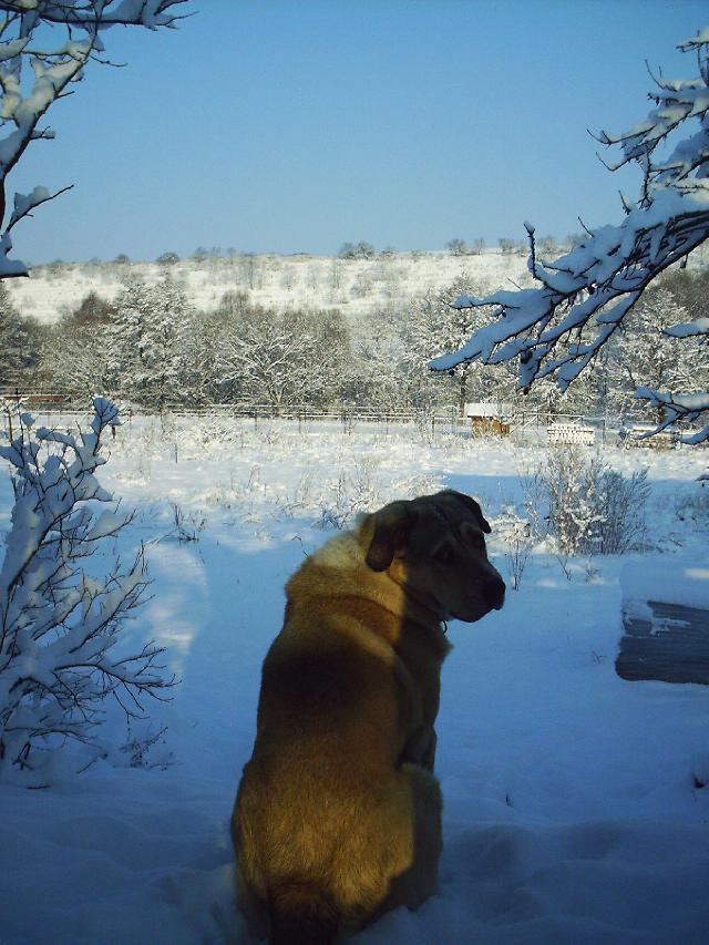 Fotky: St�edoasijsk� pasteveck� pes (foto, obrazky)